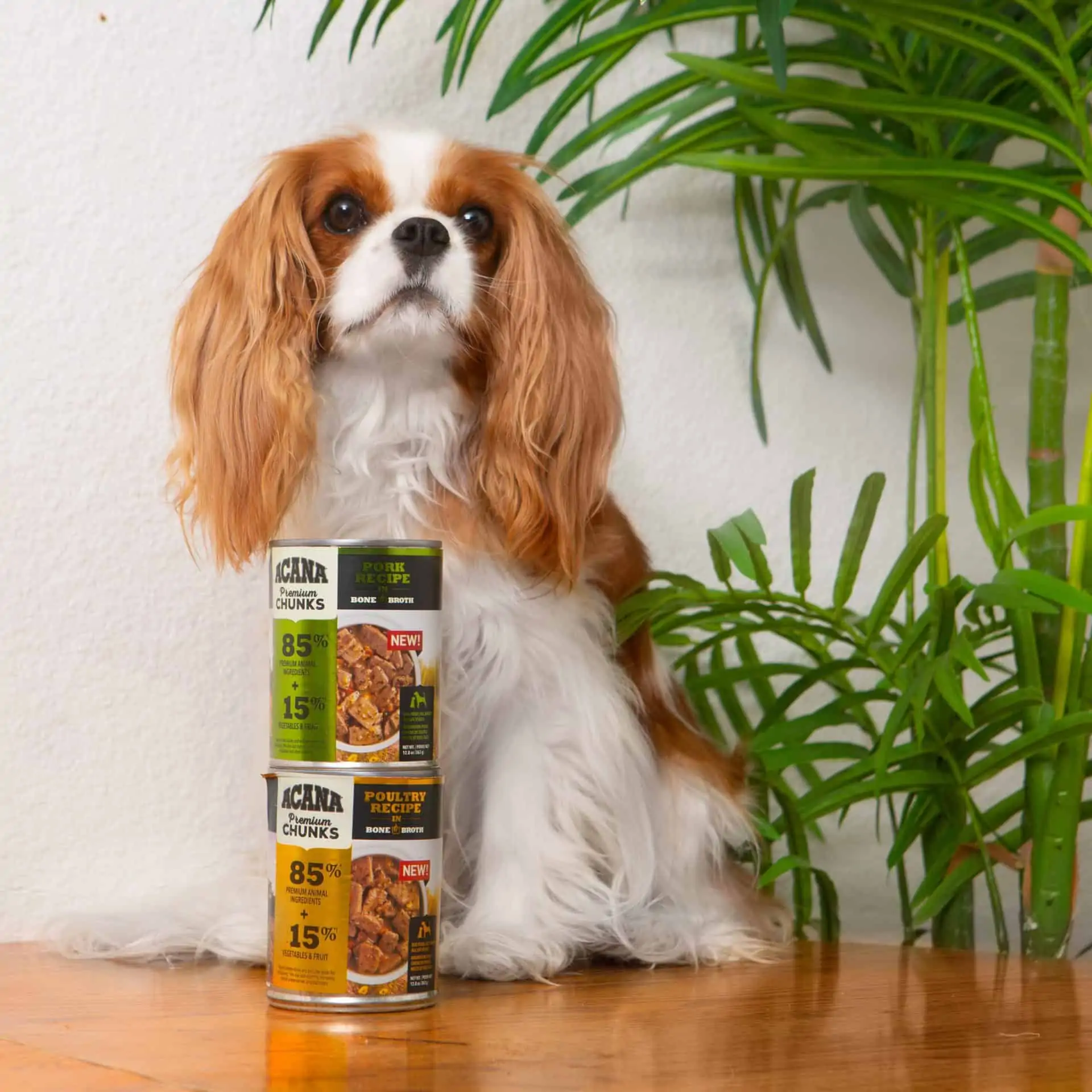 Homemade dog food hotsell for cavalier king charles