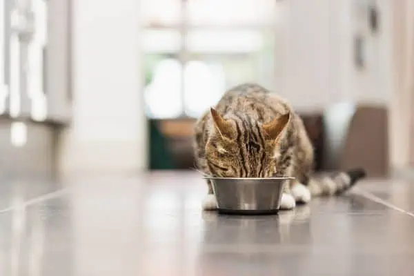 Cat on the floor eating out of a stainless steel bowl